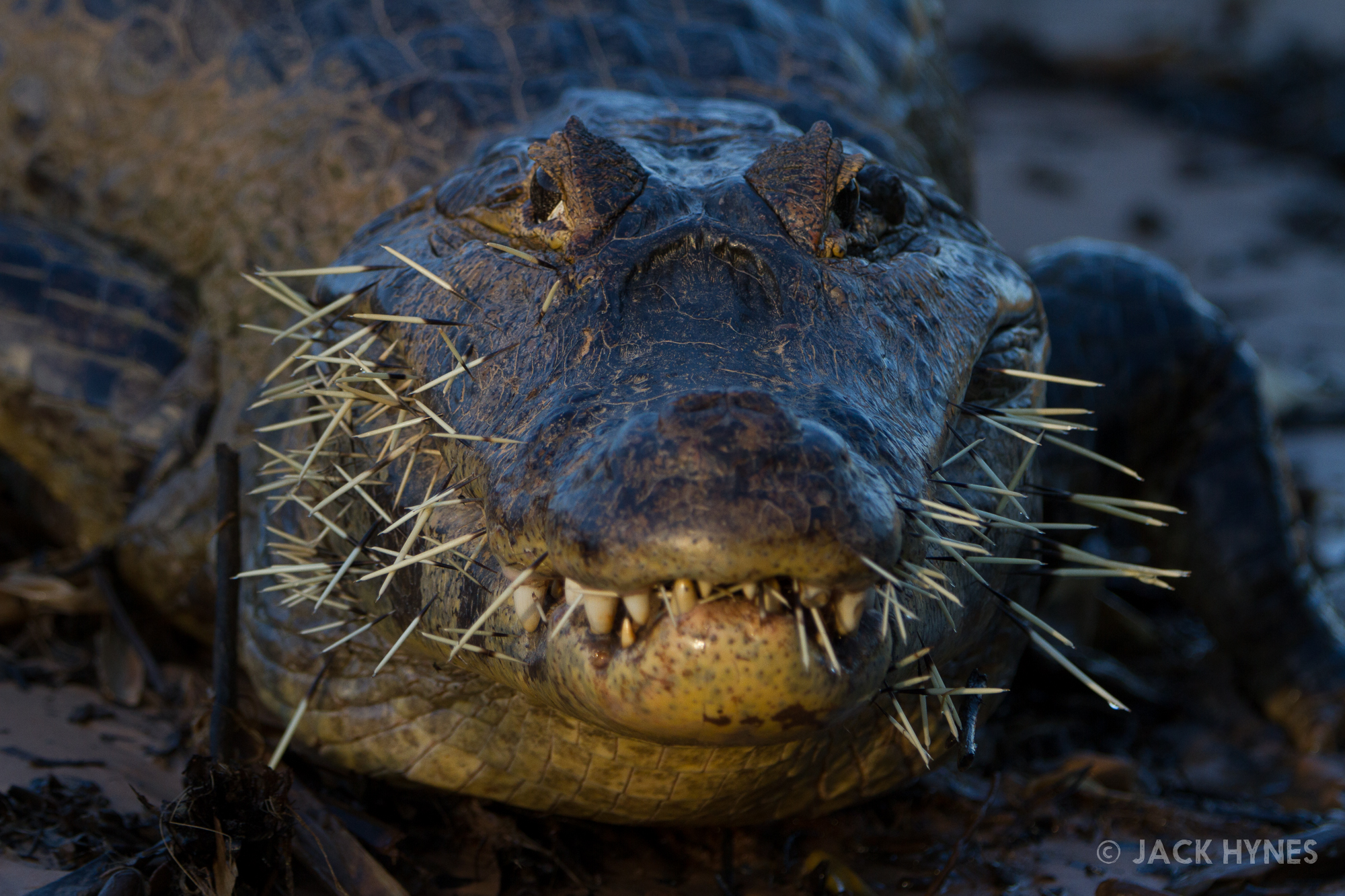 Yacare caiman (Caiman yacare)
