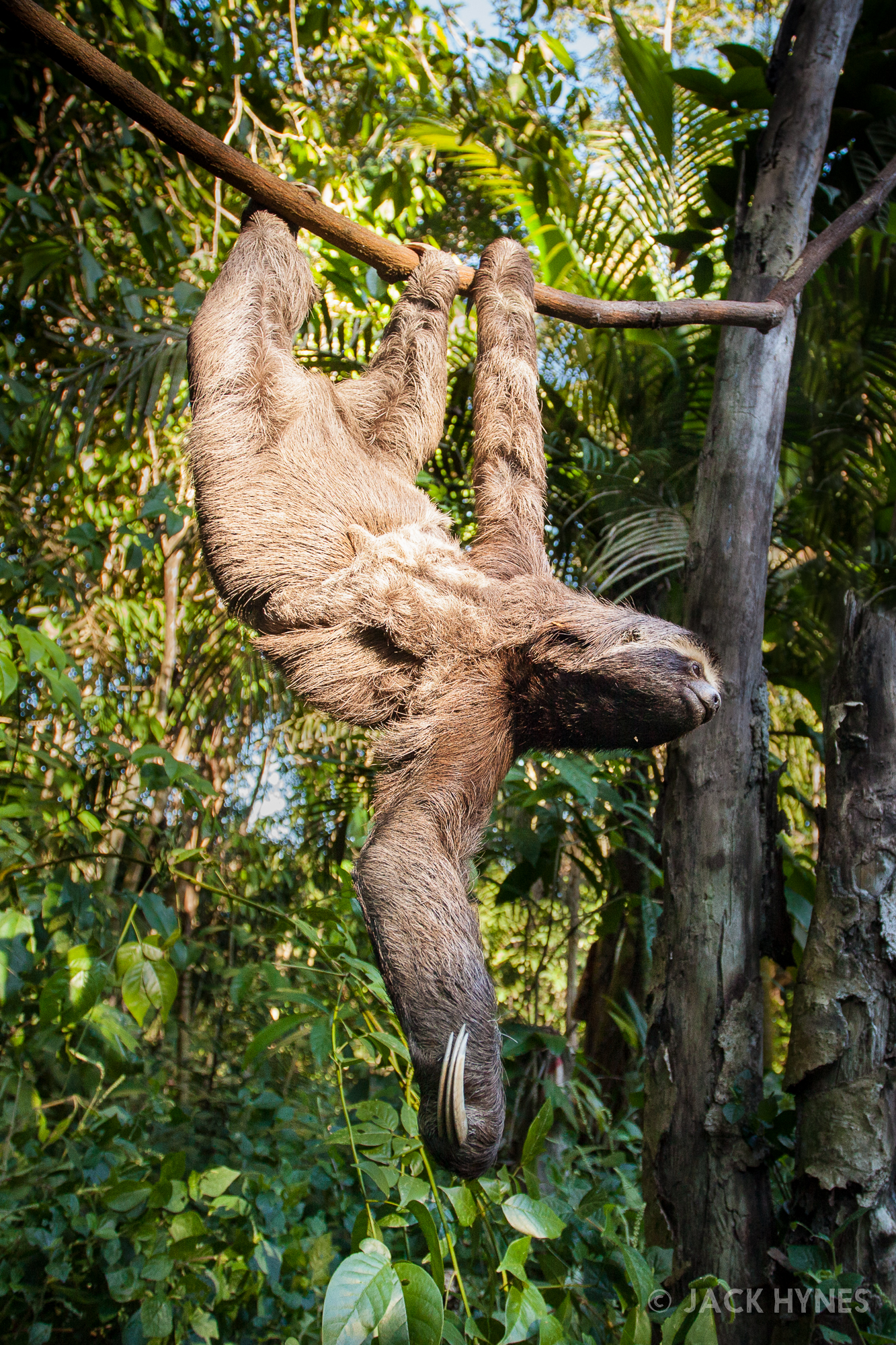 Brown-throated sloth (Bradypus variegatus)