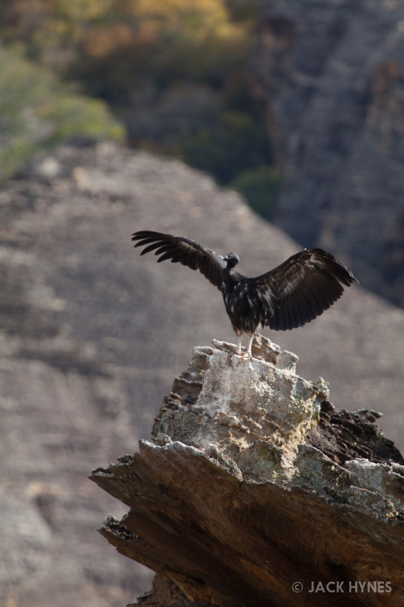 Black vulture (Coragyps atratus)