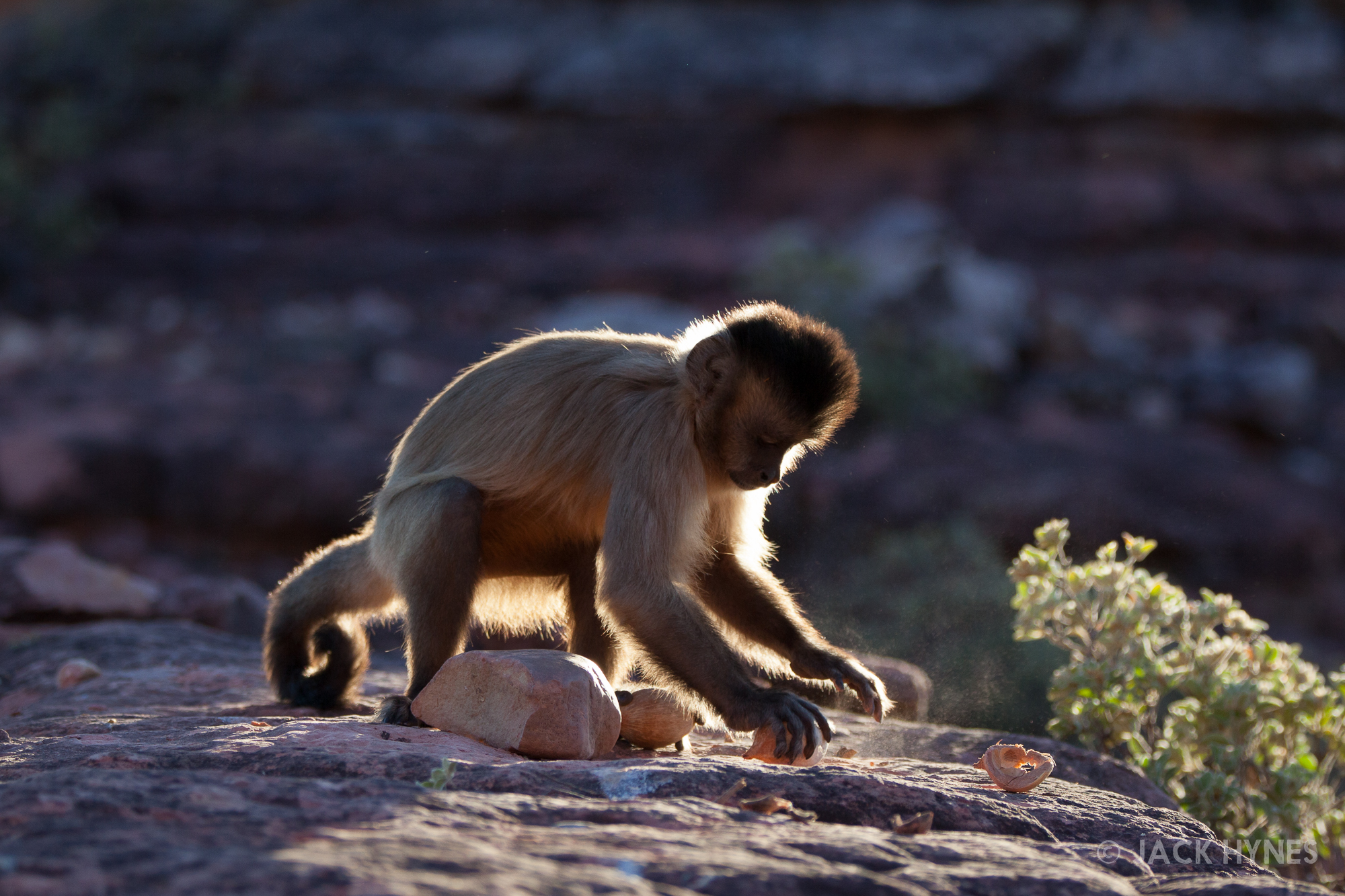 Bearded capuchin (Cebus libidinosus) tool use