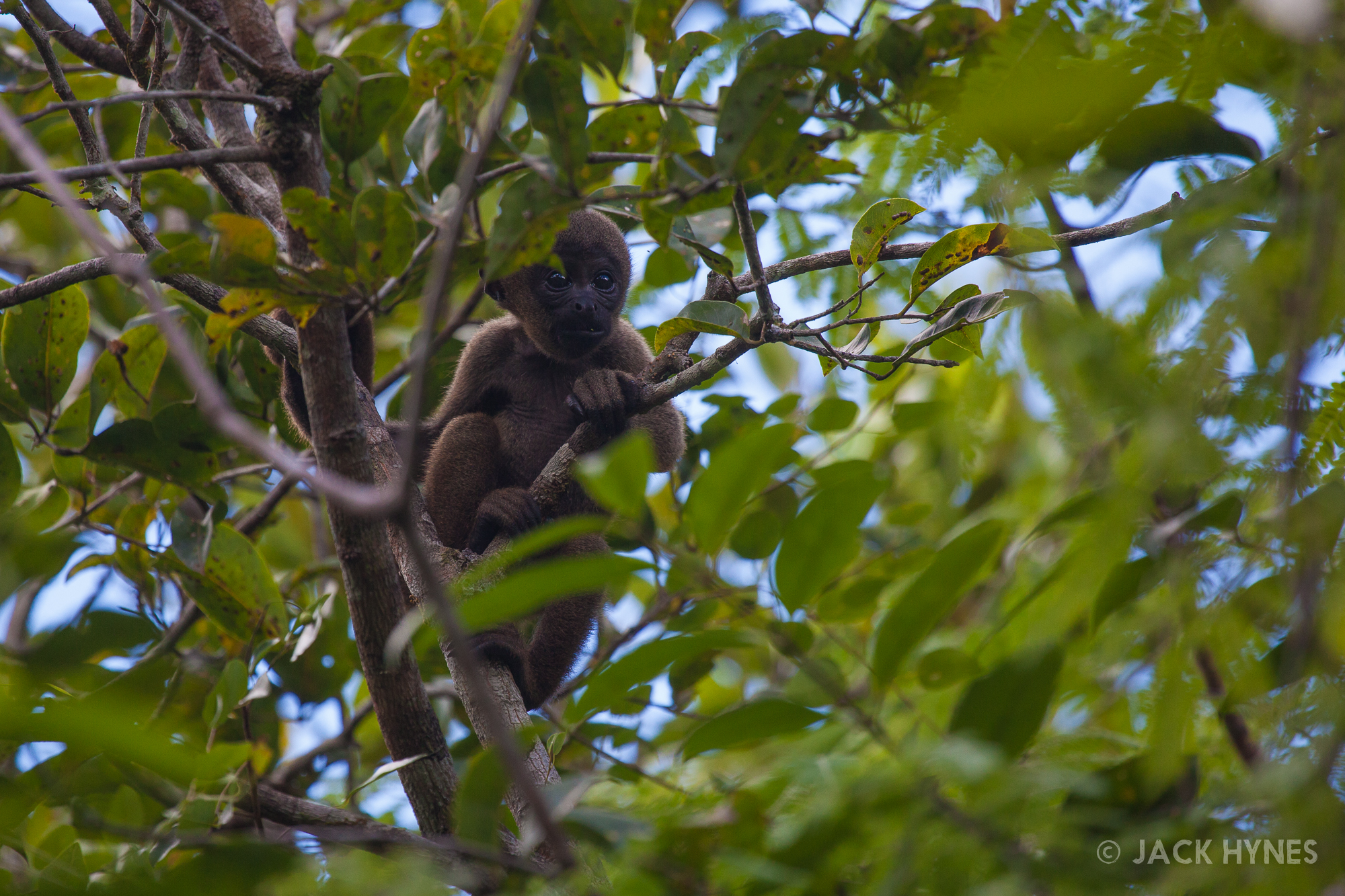 Baby brown woolly monkey (Lagothrix lagotricha)