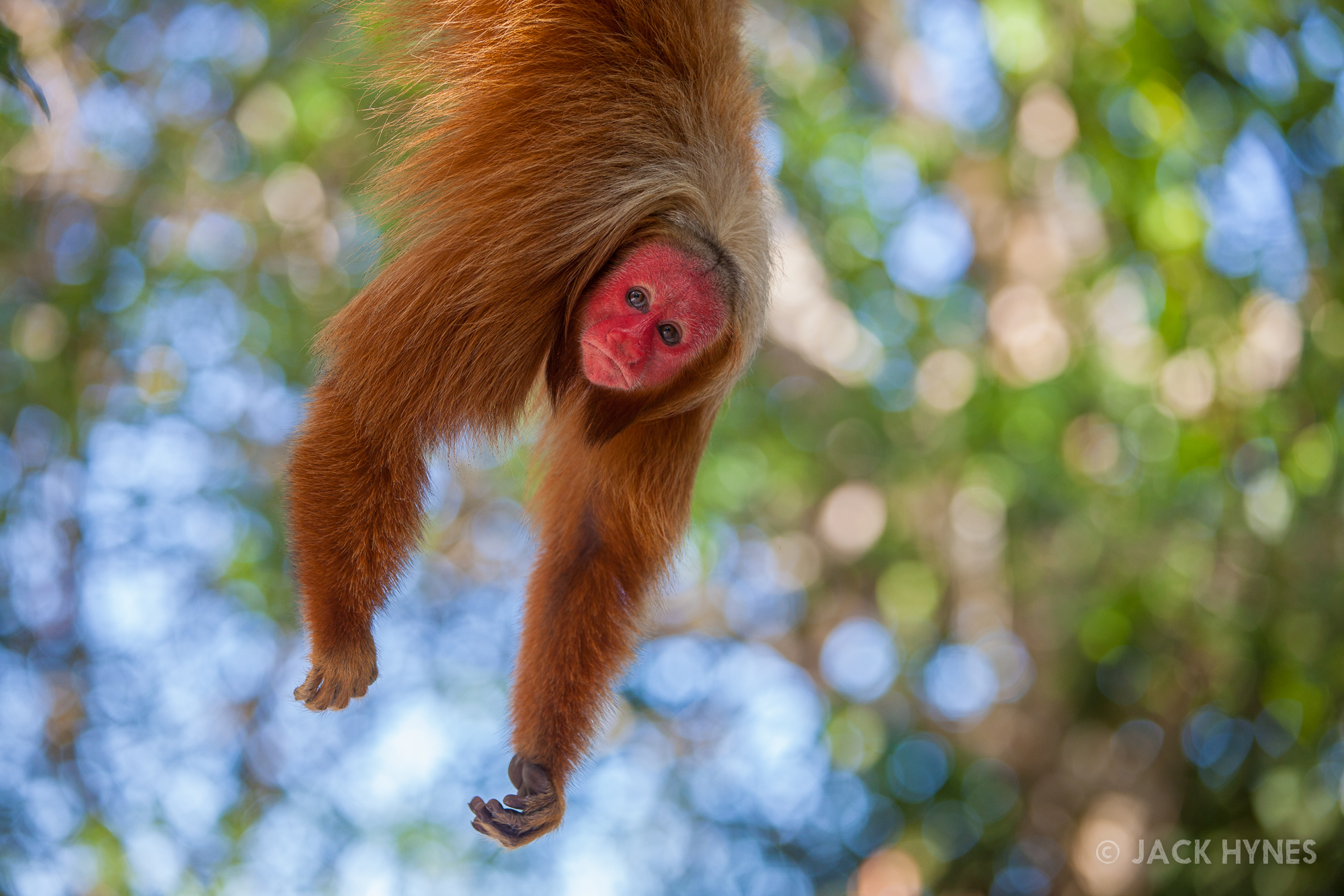 Bald uakari or red uakari (Cacajao calvus)
