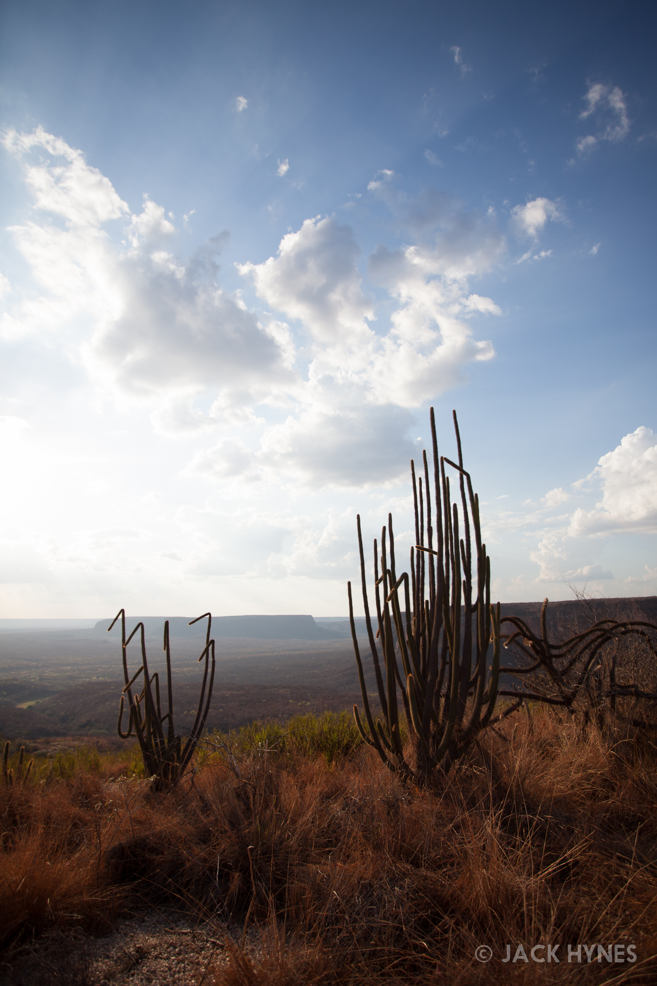 Cacti in Serra da Capivara