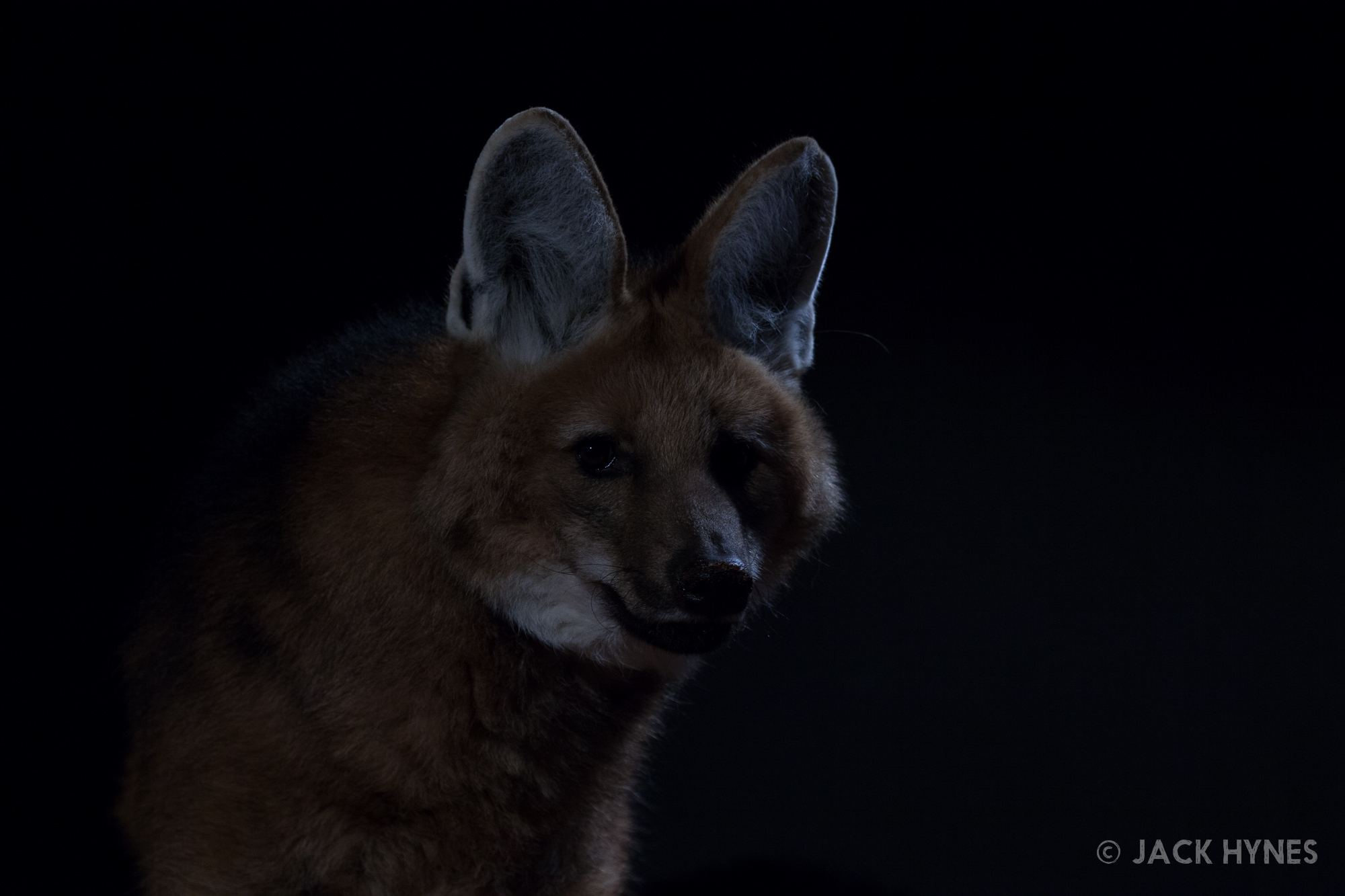 Maned wolf (Chrysocyon brachyurus)