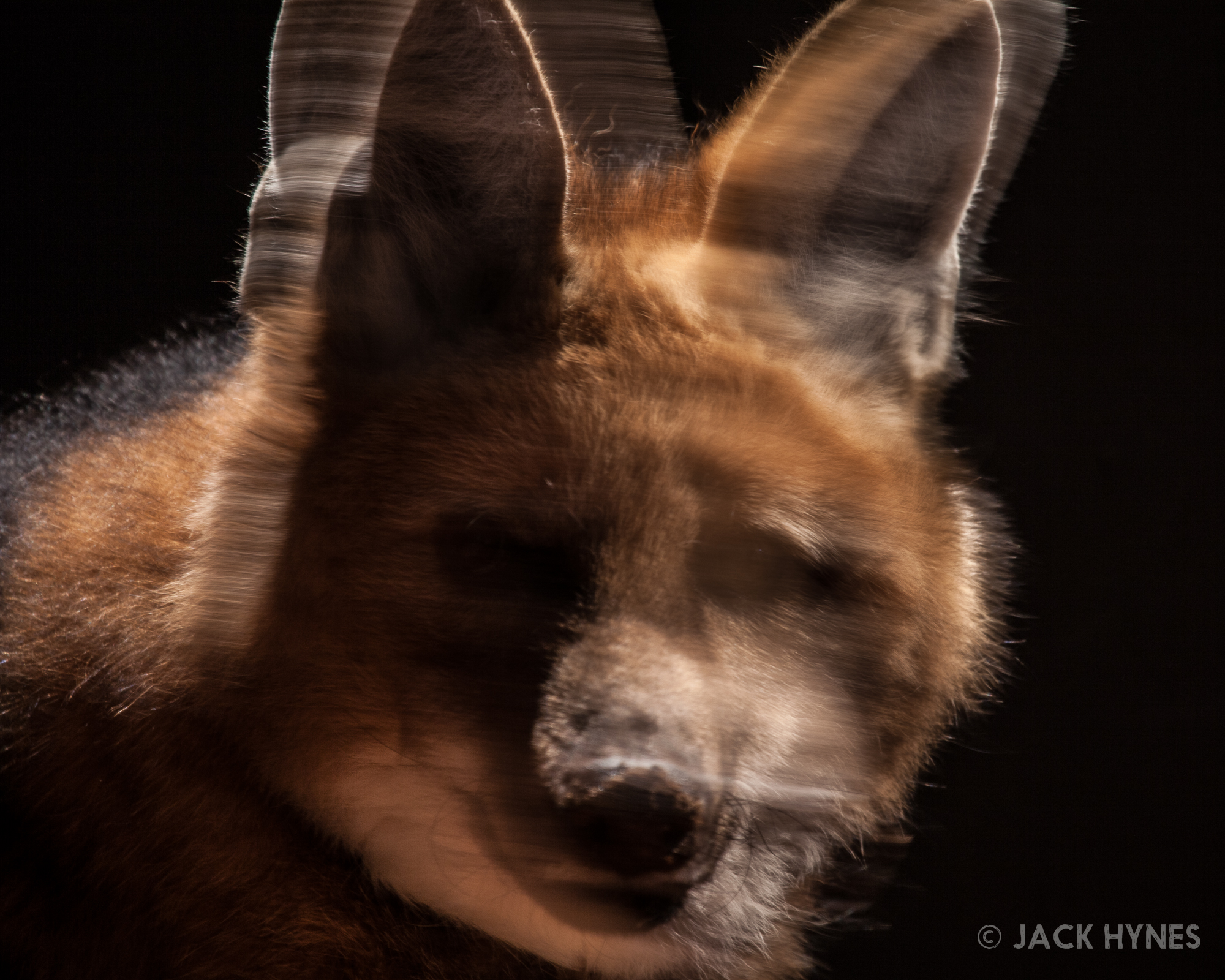 Maned wolf (Chrysocyon brachyurus)