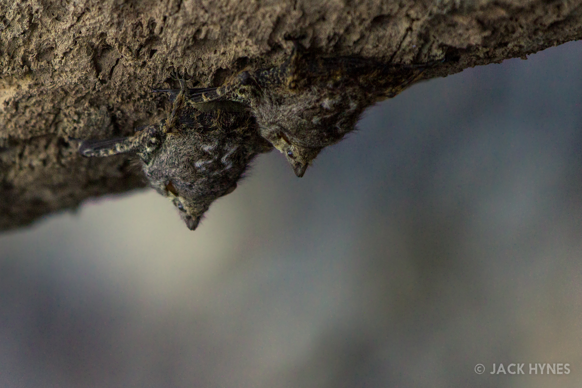 White-lined sac-winged bat (Saccopteryx bilineata)