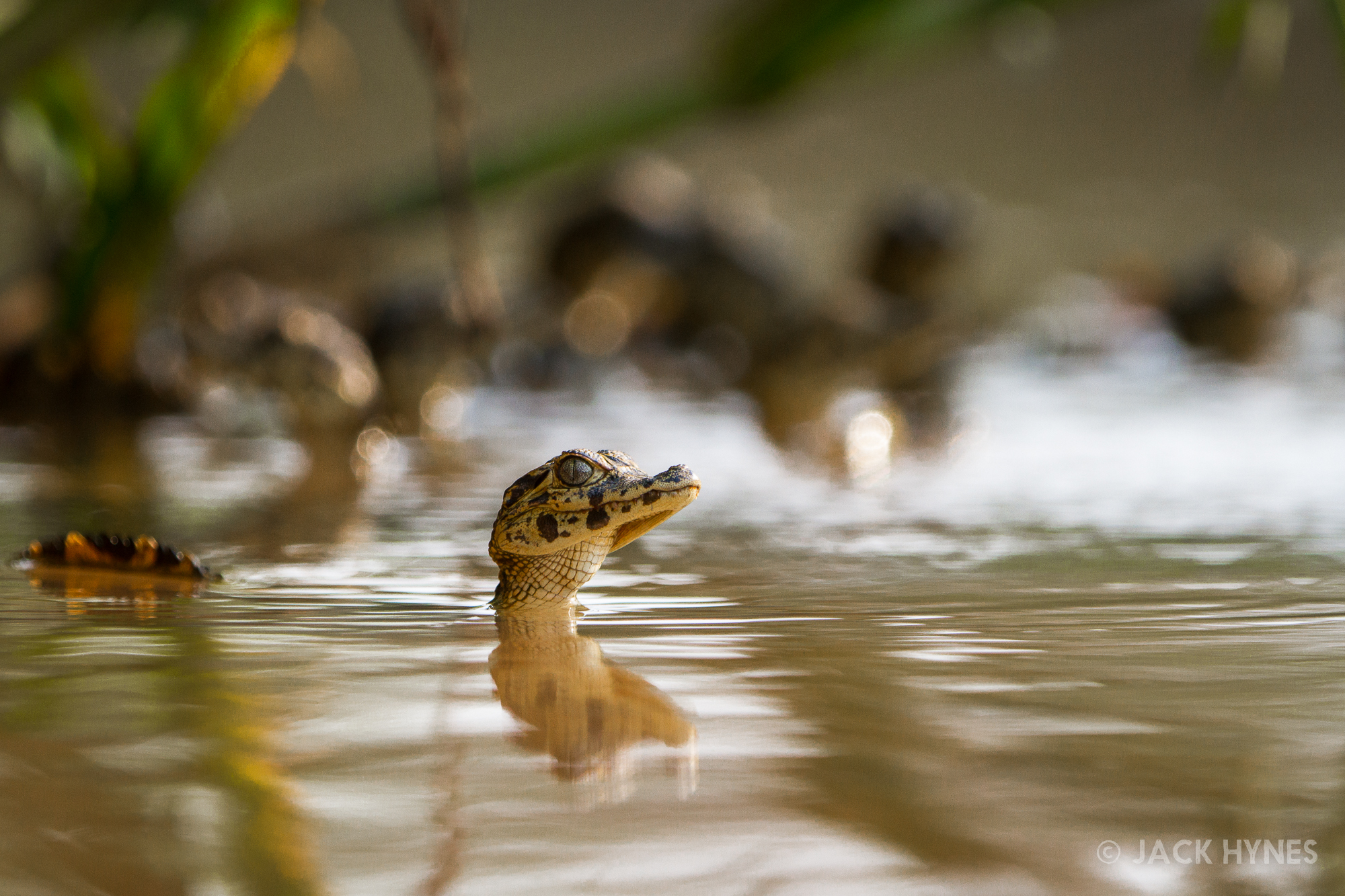 Baby Yacare caiman (Caiman yacare)