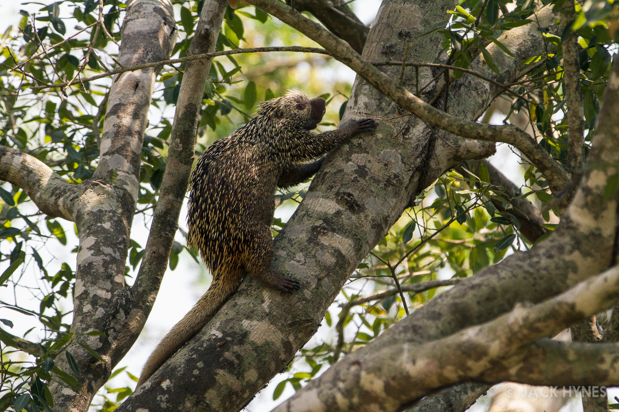 Brazilian porcupine (Coendou prehensilis)