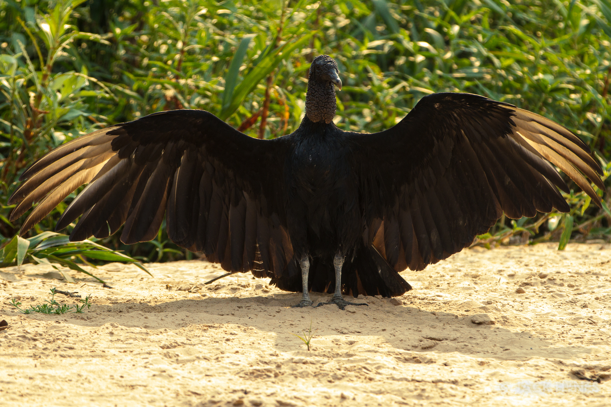 Black vulture (Coragyps atratus)
