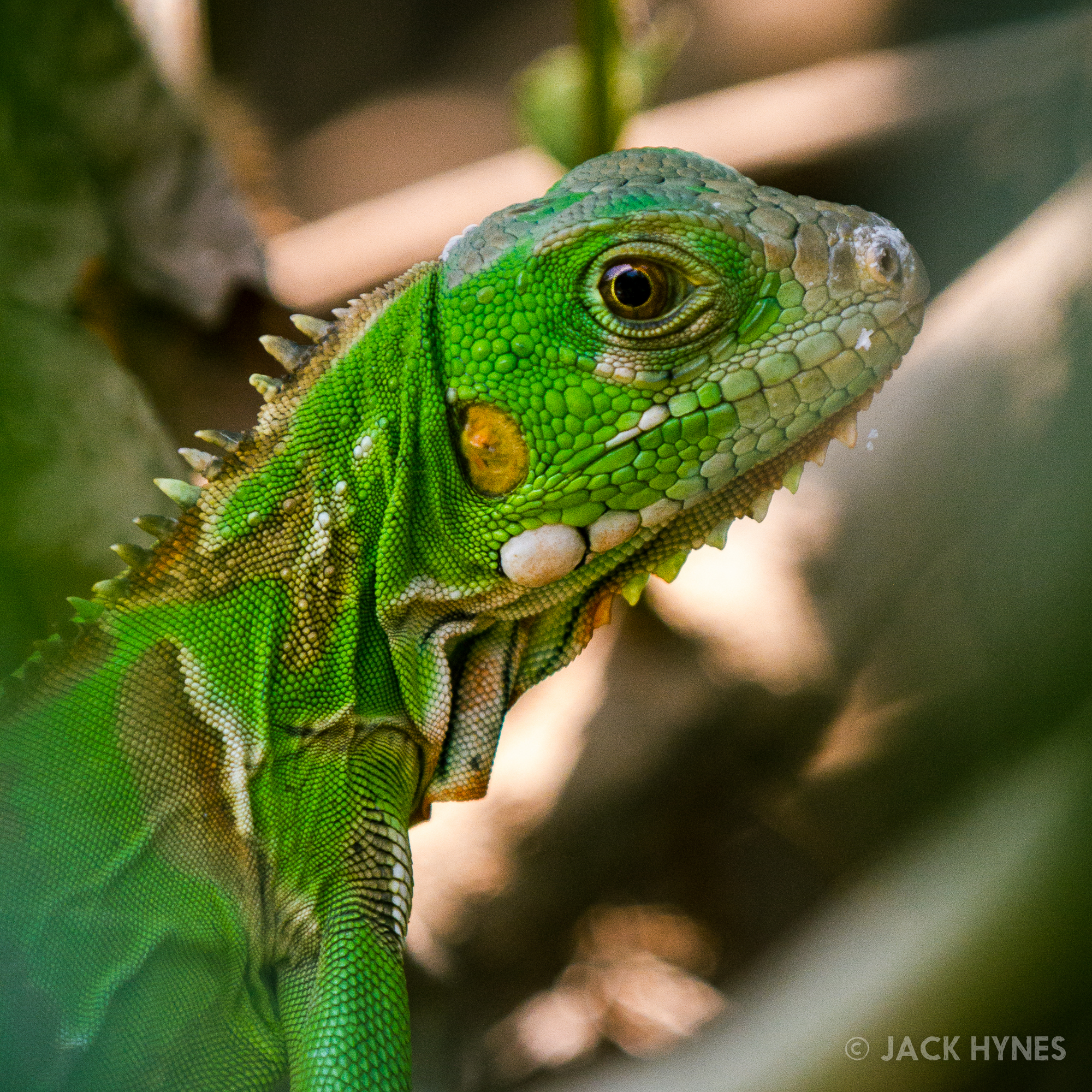 Green iguana (Iguana iguana)
