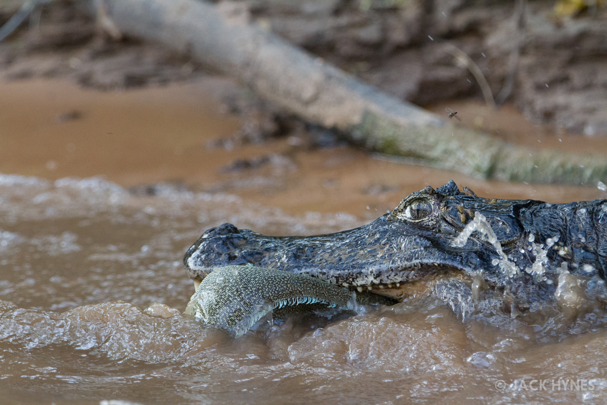 Yacare caiman (Caiman yacare) hunting