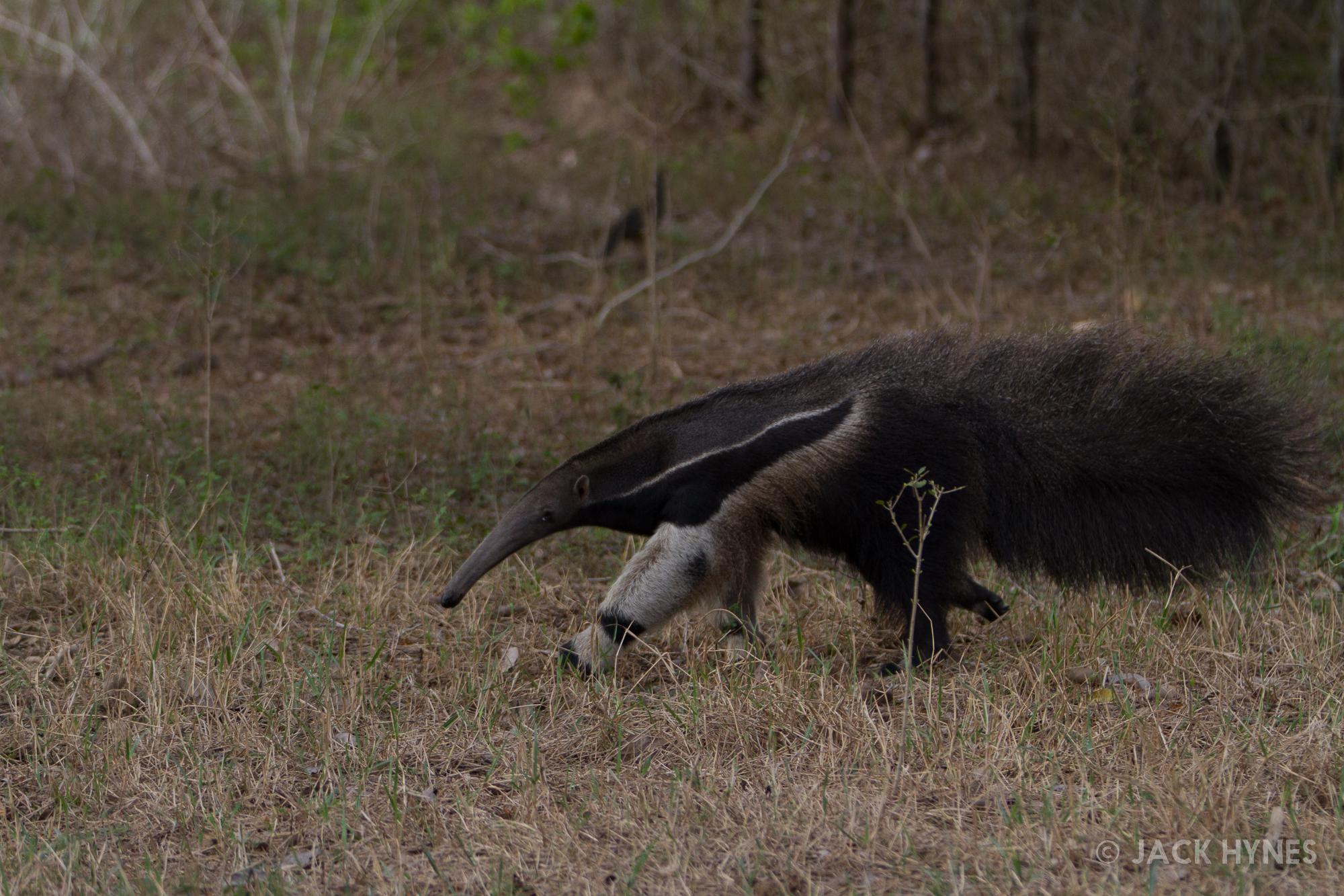 Giant anteater (Myrmecophaga tridactyla)