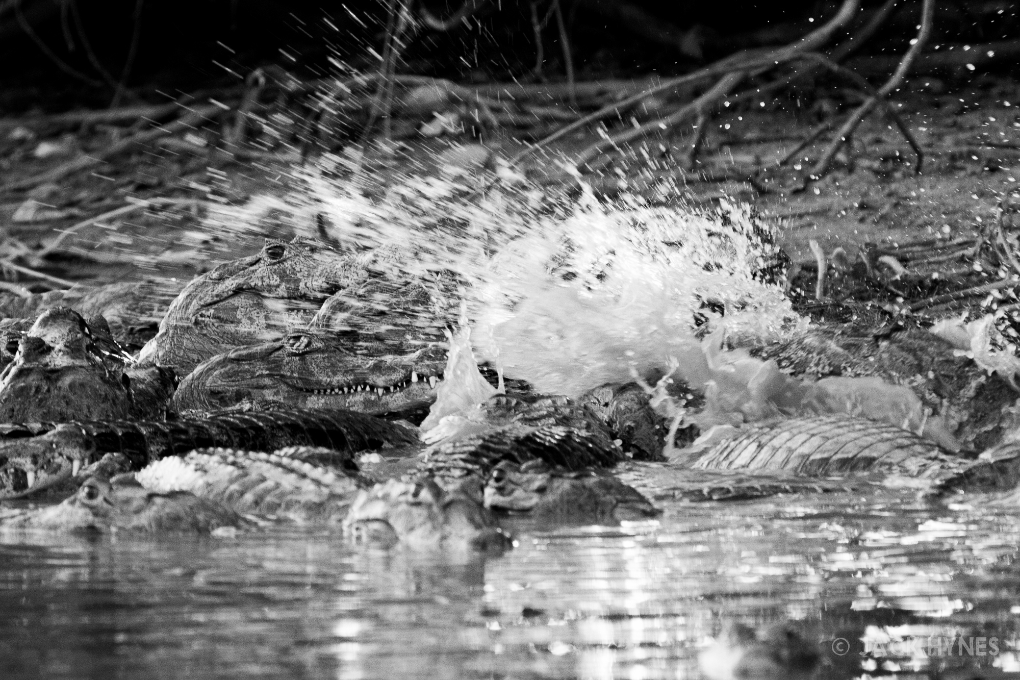 Yacare caiman (Caiman yacare) fighting