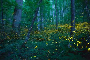 Synchronous fireflies in Tennessee