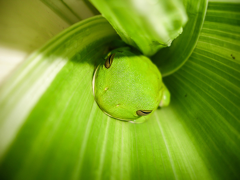 Green tree frog