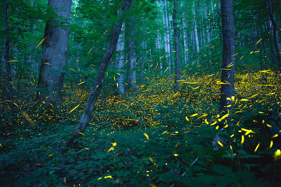 Tennessee fireflies