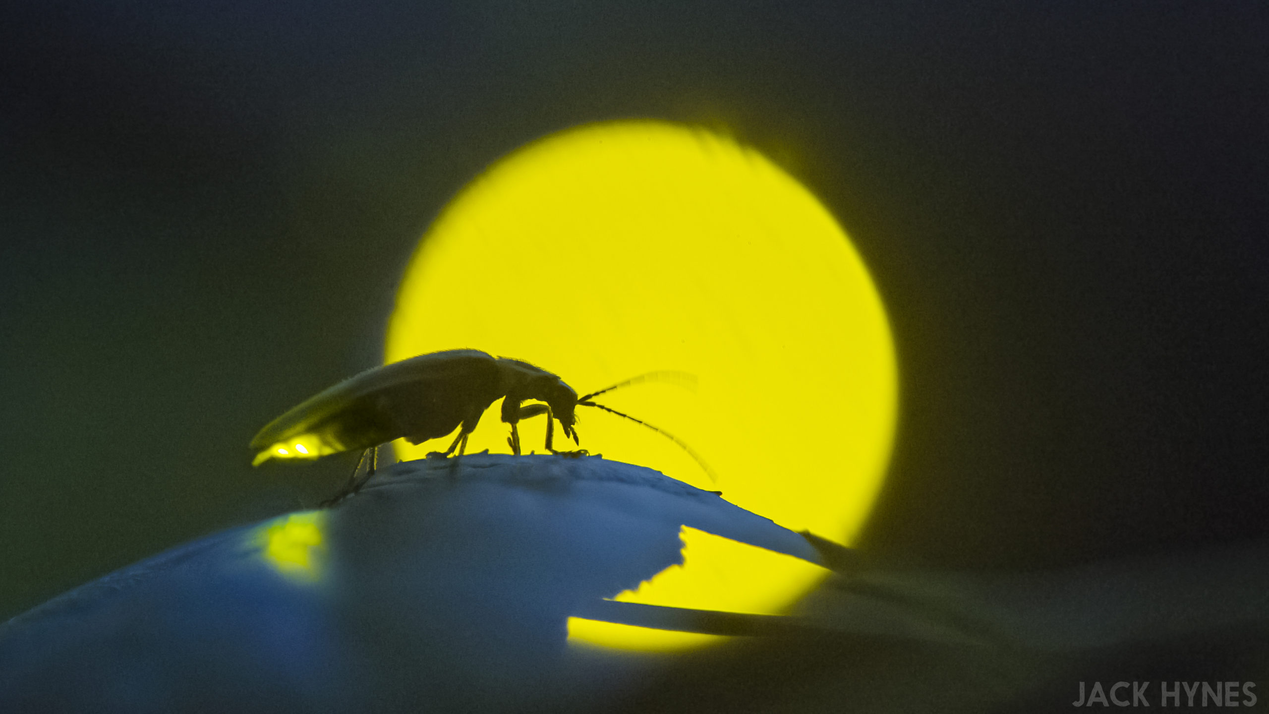Firefly silhouette-2