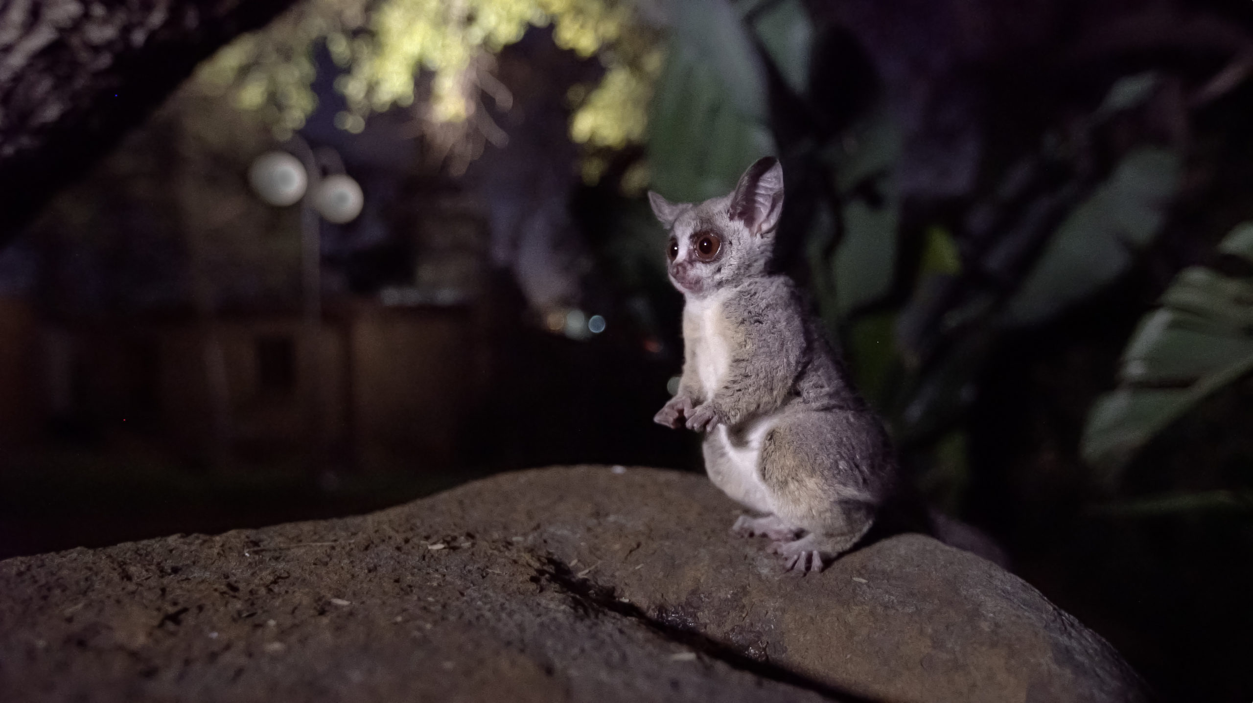 Mohol lesser bushbaby (Galago moholi moholi)