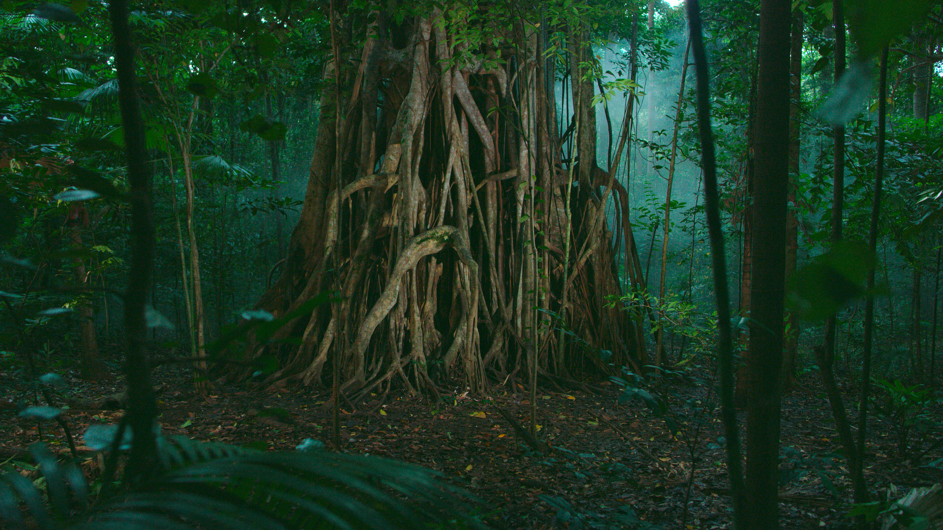 Strangler fig in Tangkoko, Sulawesi