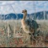 Baby ostrich in grassland