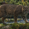 Bobcat in Washington
